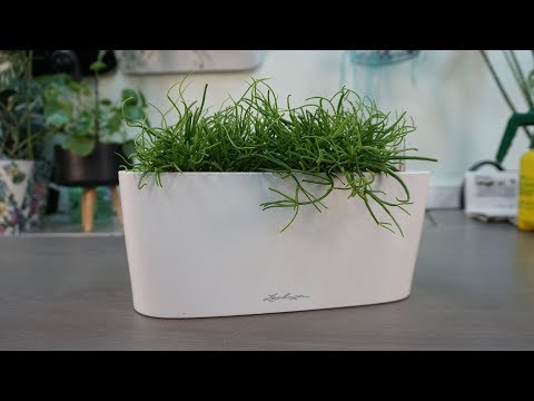 Видео: Пересадка Рипсалиса в Лечуза PON. Лучше сделать хорошо сегодня, чем отлично на следующей неделе.