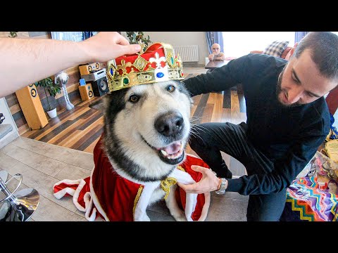 Видео: ВЭУ! Собаки в Костюмах / Как снимали клип HUSMUT - МИЛЛИОН