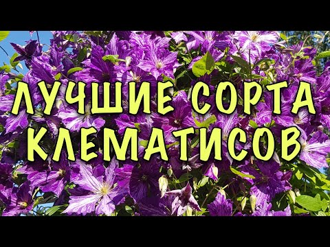 Видео: Соседи ЗАВИДУЮТ, когда видят МОИ КЛЕМАТИСЫ. Я ПРОСТО посадила НЕПРИХОТЛИВЫЕ и ОБИЛЬНОЦВЕТУЩИЕ СОРТА.