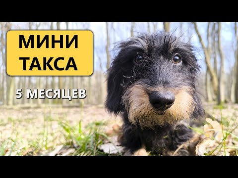 Видео: Такса миниатюрная жесткошерстная | 5 месяцев