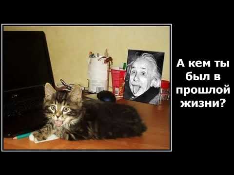 Видео: Веселые картинки. Приколы с кошками. Приколы про кошаков.