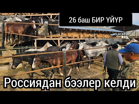 Видео: оптомго БЭЭЛЕР келди ОРУСИЯДАН 26 баш