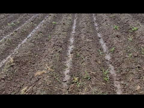 Видео: Стан картоплі після посадки