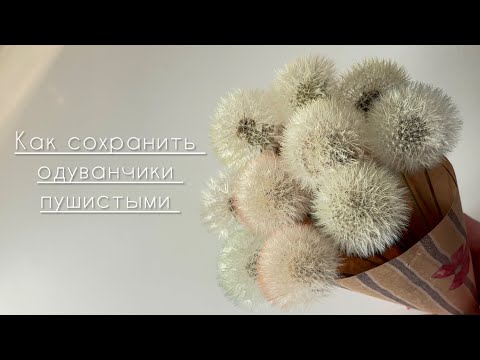 Видео: Как сохранить одуванчики пушистыми.