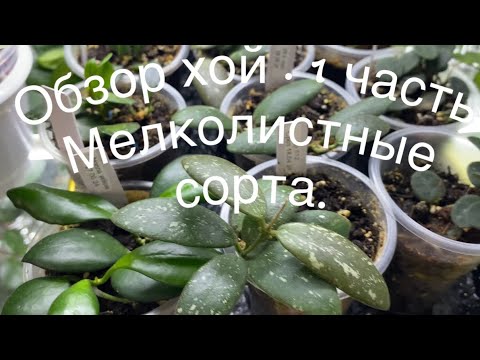 Видео: Обзор  хой.часть 1. Мелколистные сорта.16 декабря 2024 г.