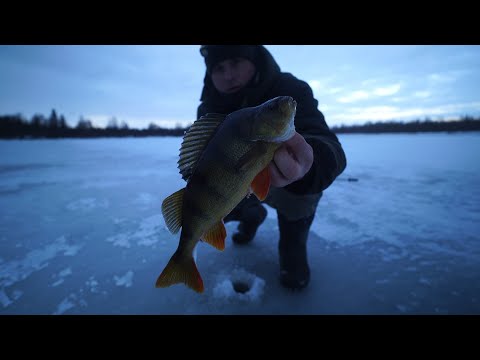 Видео: Два дня на озере. Попали на раздачу окуня. Рыбалка на таёжном озере.