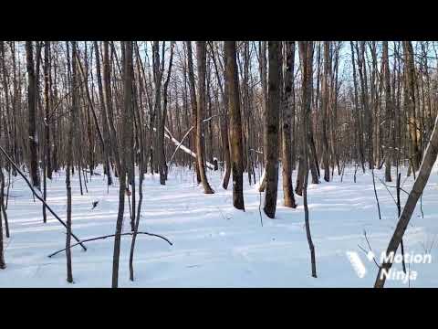 Видео: #182 история об охоте на куницу с лайкой в ночное время