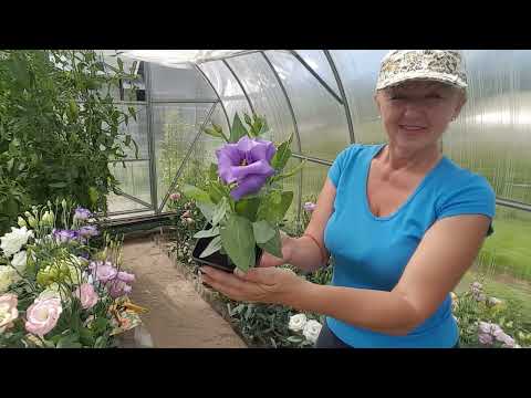 Видео: Эустома выросла просто супер . Лизиантус . Eustoma .