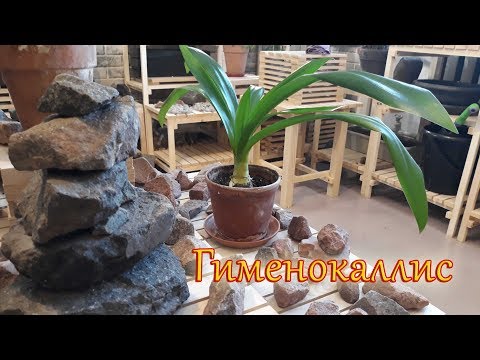 Видео: Гименокаллис