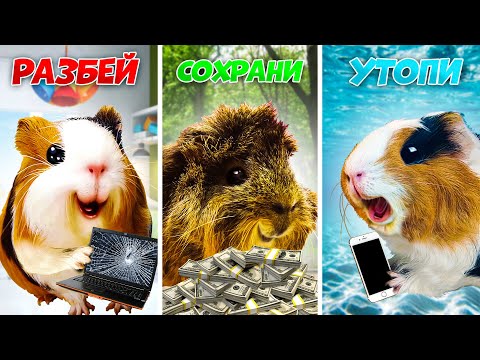 Видео: Экстремальный СОХРАНИ, РАЗБЕЙ или УТОПИ ЧЕЛЛЕНДЖ от МОРСКИХ СВИНОК Бузи и Кузи