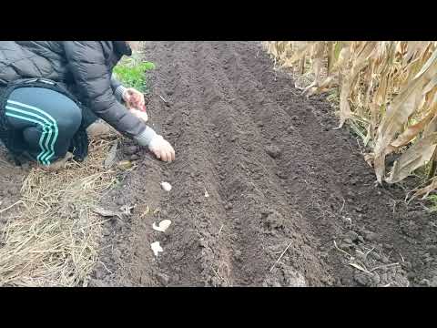 Видео: Посадка часнику та цибулі в осени 15.10.2025@flowers_garden2024 