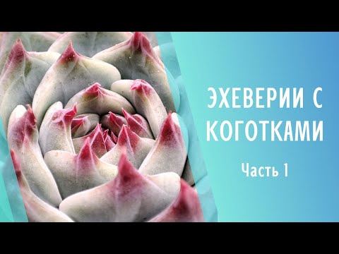 Видео: Эхеверии с коготками 🌱Echeveria with tips 🌱 Часть 1