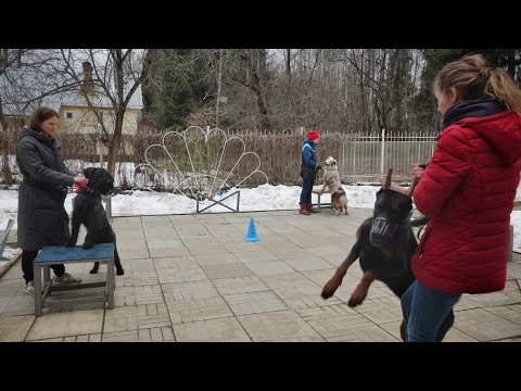 Видео: Догтренинг 595.    Собаки повышенной возбудимости:доберман, ризен, аусси, овчарка