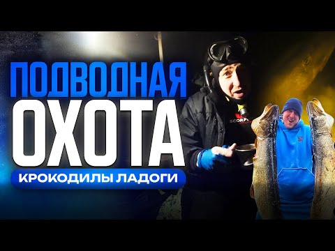 Видео: Крокодилы Ладожского озера: подводная охота за трофейными щуками.