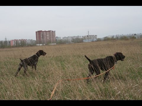 Видео: Серия 16 - Тугая подводка у легавой собаки