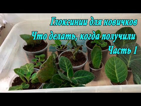 Видео: Глоксинии новичкам. Что делать. Первые действия. Часть 1