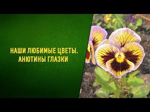 Видео: Анютины глазки: выращивание и уход