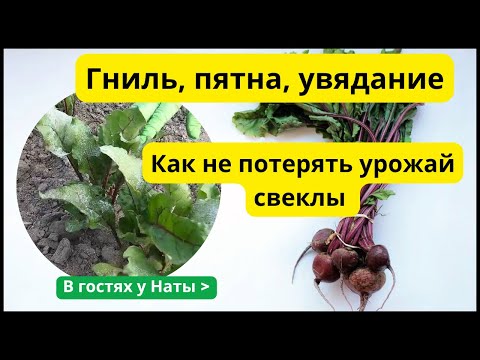 Видео: Срочно! Болезни уничтожают вашу свеклу – что делать?
