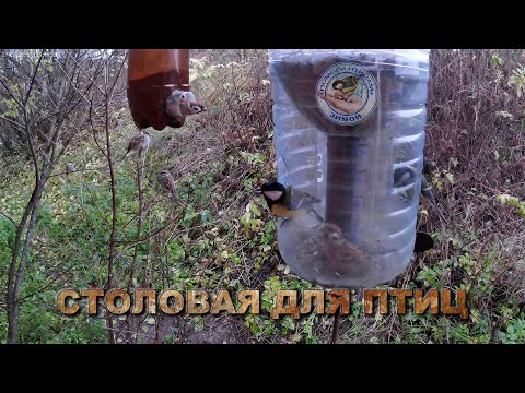 Видео: Кормушка с семечками и просо 27 октября 2025 года (08)