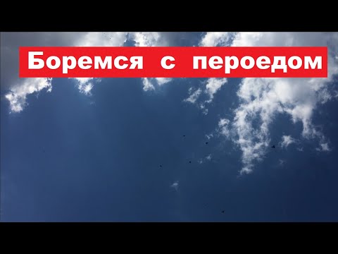 Видео: Различные способы борьбы против вшей, клещей и пероедов. Обганиваем молодеж.