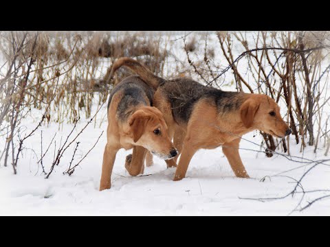 Видео: Кормление и уличное содержание охотничьих собак в зимний период.