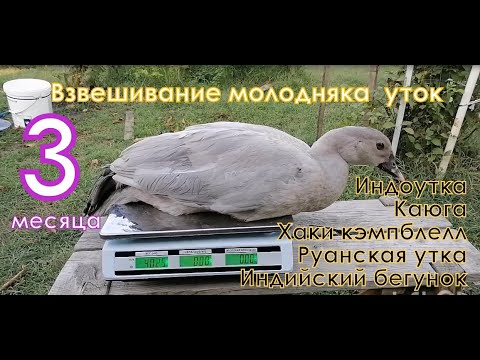 Видео: Руанские утки, каюга, хаки кэмпбелл, индийский бегунок, индоутки, обзор и вес в 3 месяца.