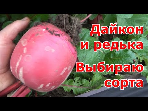 Видео: Дайкон и редька. Какие сорта буду сажать в следующем году. Как вырастить хороший урожай.