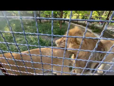 Видео: К прекрасному льву Аслану посадили ДОБРЕЙШУЮ ЛЬВИЦУ !!!