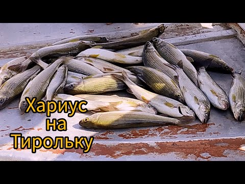 Видео: Хариус на тирольку. Много рыбы. Река Бия.     #рыбалка #хариус #терольскаяпалочка