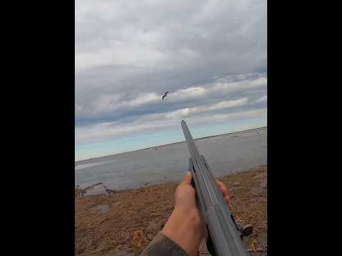 Видео: 1 гусь, только 1 выстрел, охота на снежного гуся#hunting