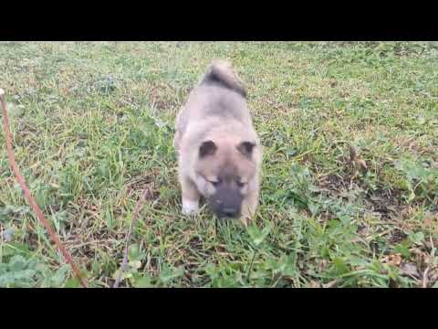 Видео: щенки зсл вязка Шара+Гром-Ш