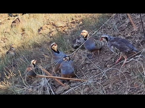 Видео: 2 ноября 2025 г.