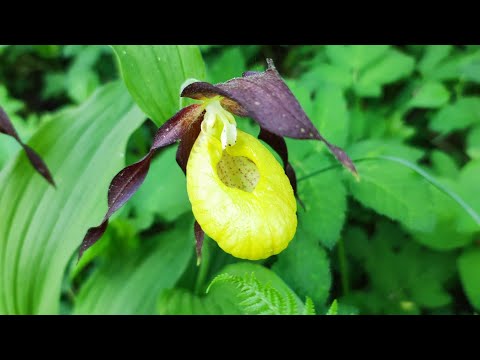 Видео: Cyprepedium calceolus - Башмачок настоящий. Первое цветение в моем уходе