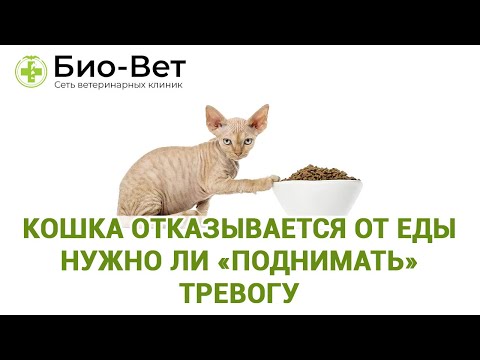 Видео: Кошка отказывается от еды 🐱/ Причины и Что делать / Сеть Ветклиник Био-Вет