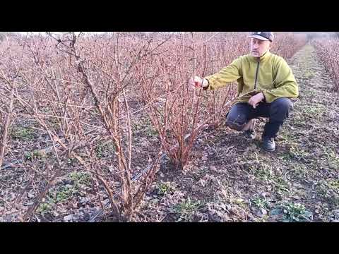 Видео: Основні принципи формування кущів жимолості