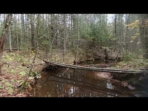 Видео: Осенний соло-выезд в лес. День 8. Видео для канала t.me/forestMin