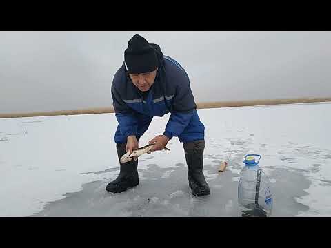 Видео: зимняя рыбалка Кызылорда #кызылордарыбалка