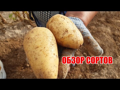 Видео: Сорта картофеля: Гала, Инноватор, Беллароза, Королева Анна, Чароит.