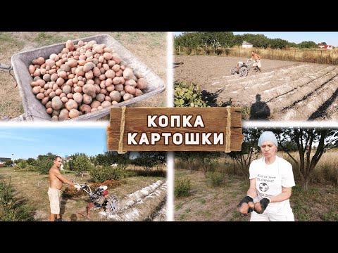Видео: Копка картофеля мотоблоком / культиватором