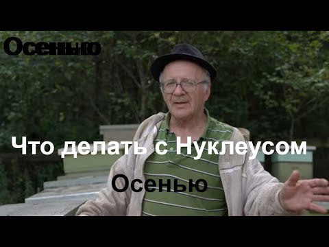 Видео: Пасека#138 Пропала матка,где взять? Нужно иметь Нуклеус Осмотр Нуклеуса Пчеловодство для начинающих