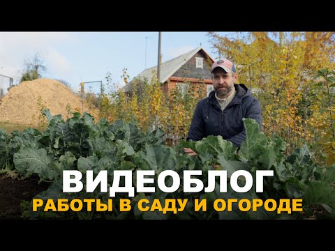 Видео: ВИДЕОБЛОГ: ПЕРЕСАДКА ГОЛУБИКИ И ДРУГИЕ ОСЕННИЕ РАБОТЫ. Работы в саду и огороде в осенний период.