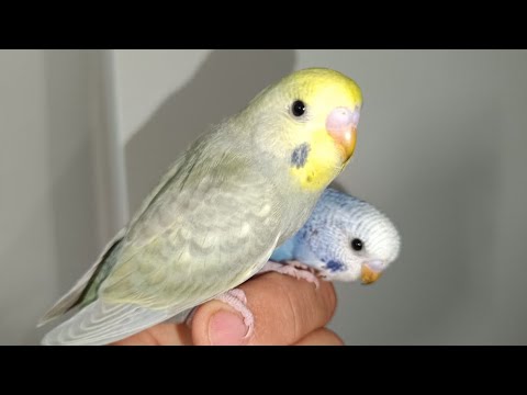 Видео: Волнистые попугаи | Отсаживаем птенцов