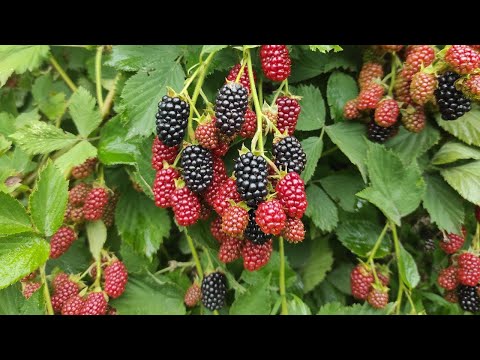 Видео: ежевиканы кочотко кантип даярдайт? как приготовить саженцы ежевики ? #ежевика #булдуркон #0227102222