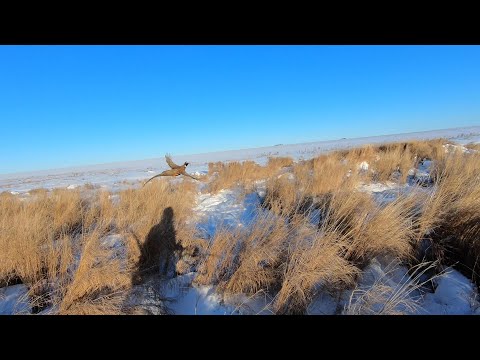 Видео: Охота на фазана.Сотни петухов,глаза разбегаются.