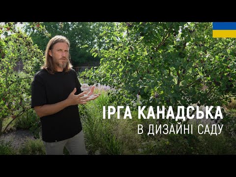 Видео: ЛАНДШАФТНИЙ ДИЗАЙН | ІРГА КАНАДСЬКА В ДИЗАЙНІ САДУ