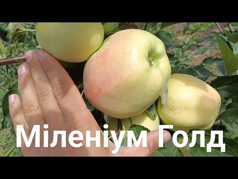 Видео: Міленіум Голд 2025 #garden #apple 