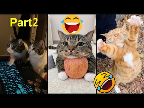 Видео: Самые смешные клипы с кошками 2025 года😼лучшее видео с кошками 😼Попробуй не засмеяться😜P2