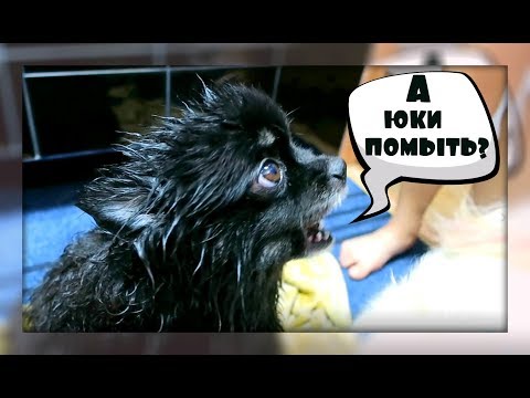 Видео: ДЕНЬ С ПОПУГАЯМИ И ШПИЦАМИ!!!