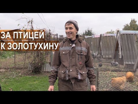 Видео: Василий из Кировской области. Рассказ о бизнесе. За птицей к Золотухину