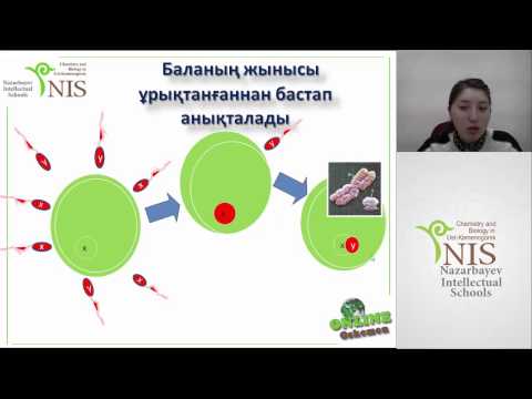 Видео: 04122013 Жынысқа тіркес тұқым қуалау  Кодоминанттылық
